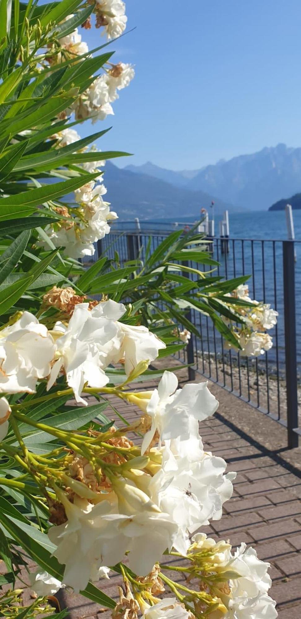 Residence Laguna Beach Pianello Del Lario Exterior photo